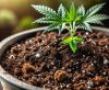 Best Soil for Growing Weed: A Complete Guide for Cannabis Growers