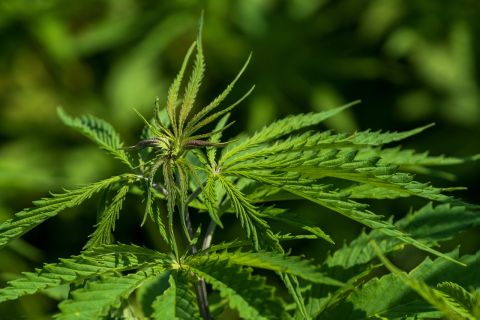 Which Marijuana Strain Makes You Paranoid? Factors and Tips to Consider