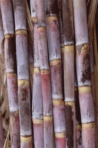 sugarcane crop