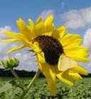 Ukrain Sunflower Oil
