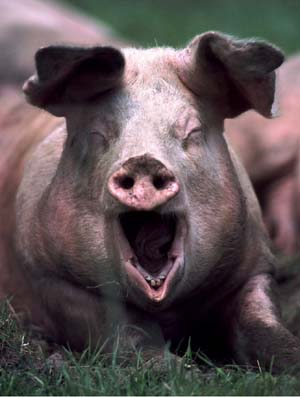 Malta reports first swine flu death