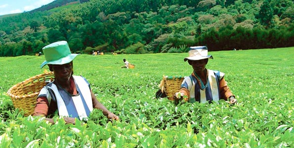 Tea sector hit by crisis: Rs 2,800-cr package awaits Centre’s nod