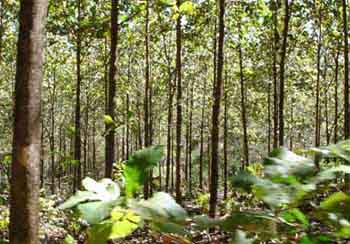 CO2 can fool trees to prolong their growing season