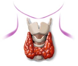 Preeclampsia linked to reduced thyroid function