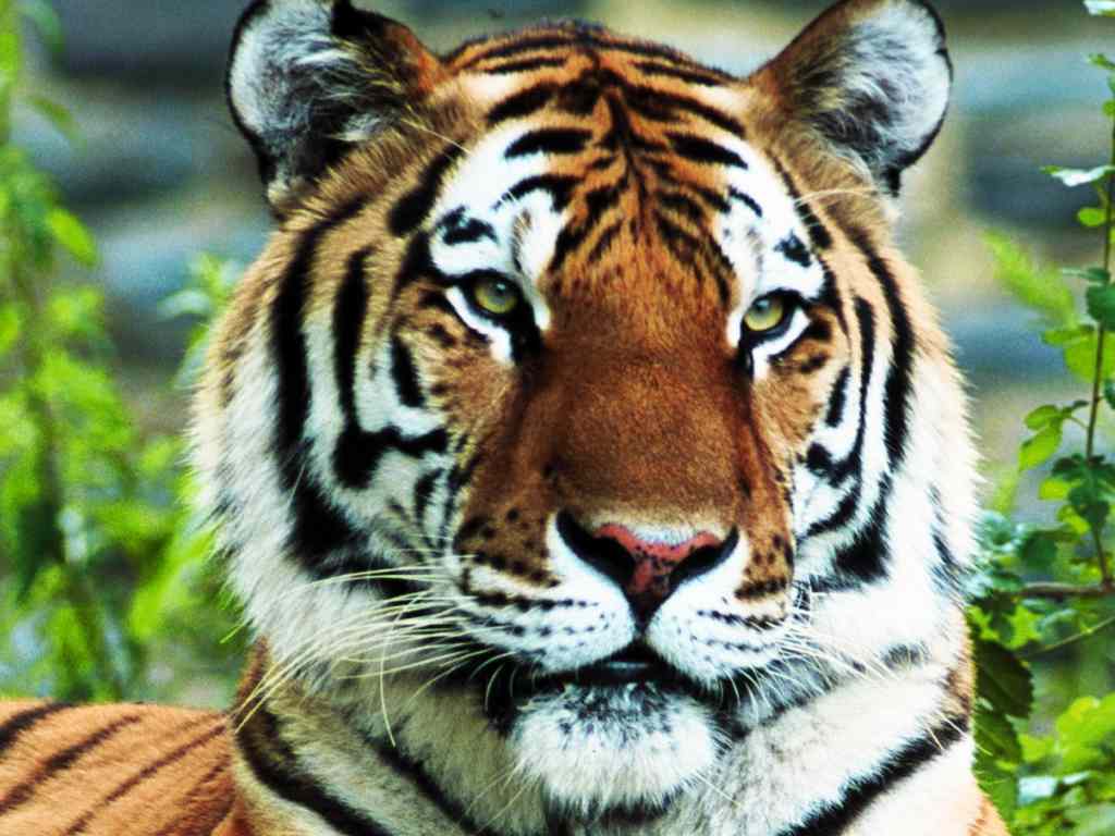 Tiger population 1,411 in India