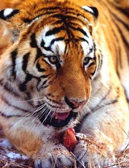Vietnam arrests two tiger smugglers