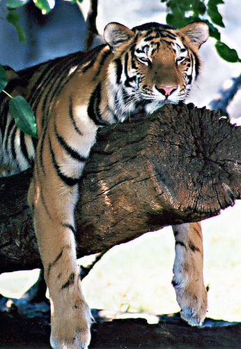 28 tiger reserves in the country