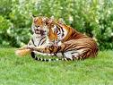 Kolkata campaigns to save tigers