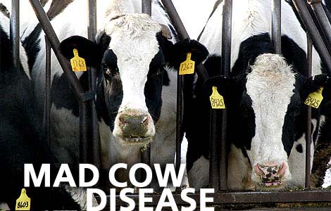 Blood test for mad cow disease developed by Canadian researchers ... Blood test for mad cow disease developed by Canadian researchers ...