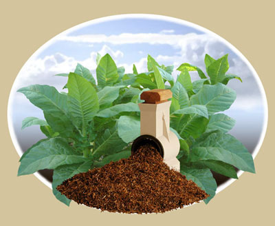 Tobacco could be biofuel of vehicles of future 