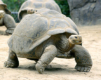 Galapagos tortoise Lonesome George - first time father at 80?