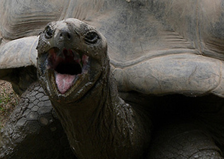 Meet the world’s oldest animal - Jonathan the tortoise, 176!