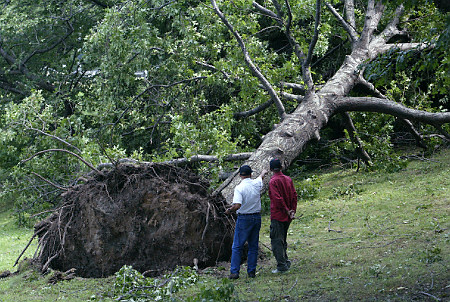 trees-uprooted