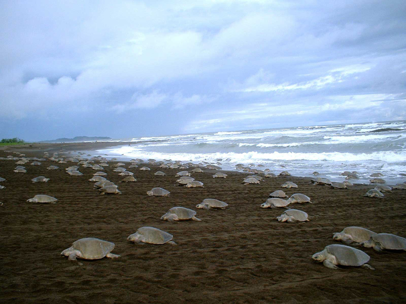 Olive Ridley turtles