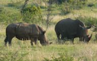 Two male rhinos translocated to Manas National Park in Assam