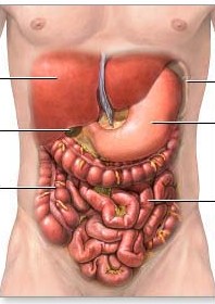 vital-organs