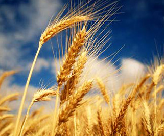 wheat-production-india