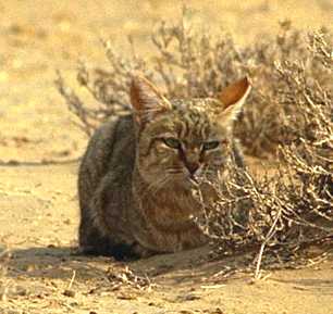 Ecologists spot rare wild cat in UAE