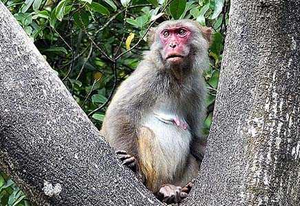 Like humans, monkeys too prefer mimics