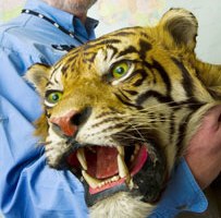 Vietnam police seize frozen tiger carcasses