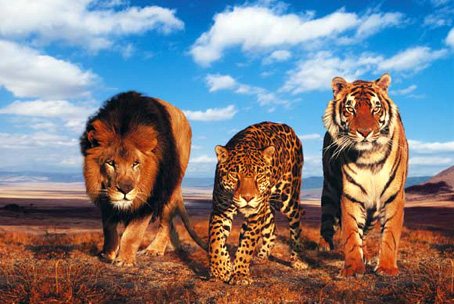 Conference of forest secretaries, conservators and wildlife wardens to be held tomorrow