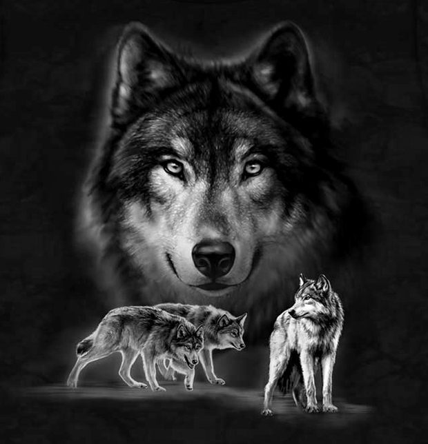 norwegian wolf dog