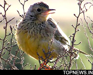African lark may soon become extinct