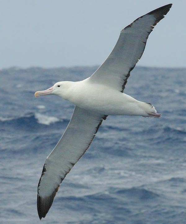 Wandering albatrosses rely on their nose to find food