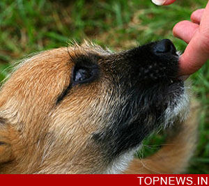 Choose a turtle - keeping a pet despite allergies