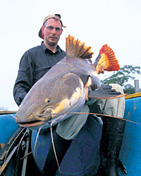 Amazon fish uses electric display to woo females