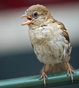 Angry-sparrows.