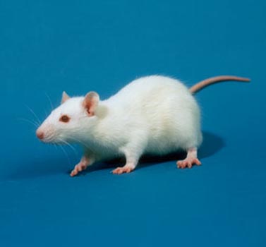 Lab grown transplantable tissue encourages nerve regeneration in animal model