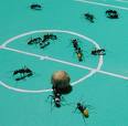 Ant world