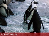 Antarctic penguin DNA to give clues to how to cope with climate change