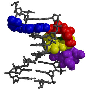 Scientists make new drug agent that kills multiple enzymes in cancer pathway