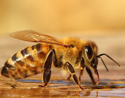 Apis-Mellifera