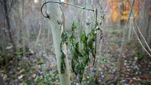 Experts detect Ash disease at five sites in Northern Ireland