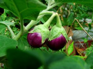 BT-brinjal