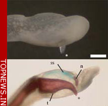 Earliest backboned land animals had different life histories