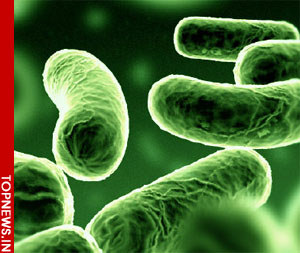 Bacteria may power tomorrow’s energy needs