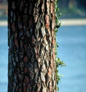 Pine Bark Extract Lessens Jet Lag By 50% – A Study