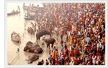 Bihar cattle fair attracts foreign tourists