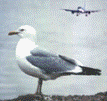 241 bird hits reported so far this year  