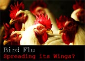 Nepal reports second outbreak of bird flu in chickens 