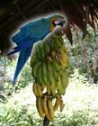 Birds eat flavonoid-rich fruits to maintain a healthy immune system