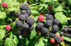 Study: Black Raspberries Can Slow Cancer Spread 