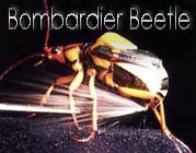 Bombardier Beetle