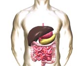 Intake of large quantity of processed meat can increase risk of bowl cancer