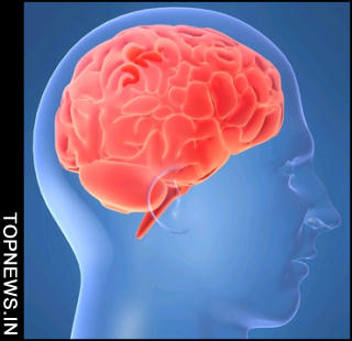 Bigger brains make for smarter people