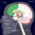 Shaking a crying baby can cause brain damage